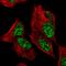 Zinc Finger Protein 233 antibody, HPA020975, Atlas Antibodies, Immunofluorescence image 