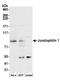 Junctophilin 1 antibody, A304-593A, Bethyl Labs, Western Blot image 