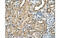 T-Box 15 antibody, MBS835298, MyBioSource, Immunohistochemistry paraffin image 