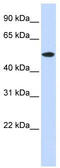 RasGEF Domain Family Member 1A antibody, TA329763, Origene, Western Blot image 