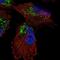 Solute Carrier Family 25 Member 14 antibody, NBP2-56930, Novus Biologicals, Immunofluorescence image 