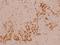 80 kDa MCM3-associated protein antibody, A05445-1, Boster Biological Technology, Immunohistochemistry frozen image 