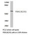 3-phosphoinositide-dependent protein kinase 1 antibody, LS-C176178, Lifespan Biosciences, Western Blot image 