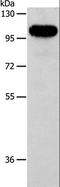 Actin Filament Associated Protein 1 antibody, LS-C401195, Lifespan Biosciences, Western Blot image 