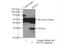 Basic Leucine Zipper ATF-Like Transcription Factor 2 antibody, 16592-1-AP, Proteintech Group, Immunoprecipitation image 