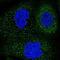 MINDY Lysine 48 Deubiquitinase 4 antibody, NBP1-91240, Novus Biologicals, Immunofluorescence image 