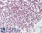 CCAAT Enhancer Binding Protein Epsilon antibody, LS-B9957, Lifespan Biosciences, Immunohistochemistry paraffin image 