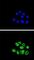 Exonuclease 1 antibody, abx031761, Abbexa, Western Blot image 