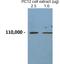 Chromogranin B antibody, 26108, QED Bioscience, Western Blot image 