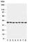 Mitogen-Activated Protein Kinase Kinase 6 antibody, R31021, NSJ Bioreagents, Western Blot image 