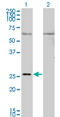 Growth Associated Protein 43 antibody, LS-C197272, Lifespan Biosciences, Western Blot image 