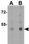 CD55 Molecule (Cromer Blood Group) antibody, GTX31932, GeneTex, Western Blot image 