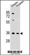 Ankyrin Repeat And SOCS Box Containing 17 antibody, 55-449, ProSci, Western Blot image 