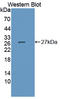 Junctional Adhesion Molecule 3 antibody, LS-C728555, Lifespan Biosciences, Western Blot image 