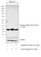 Eukaryotic Translation Initiation Factor 4E Binding Protein 1 antibody, PA5-17728, Invitrogen Antibodies, Western Blot image 