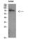 Autophagy Related 16 Like 1 antibody, STJ91756, St John