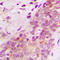 S-SCAM antibody, LS-C356164, Lifespan Biosciences, Immunohistochemistry frozen image 