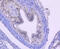 Cullin 1 antibody, GTX00988, GeneTex, Immunohistochemistry paraffin image 