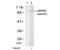 Ribosomal protein S6 kinase alpha-1 antibody, AP08006PU-N, Origene, Western Blot image 