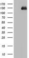 Cadherin 5 antibody, CF804746, Origene, Western Blot image 