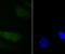 Programmed Cell Death 4 antibody, A01105-2, Boster Biological Technology, Immunocytochemistry image 