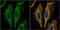 Aspartoacylase antibody, GTX113389, GeneTex, Immunofluorescence image 
