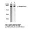Eukaryotic Translation Initiation Factor 4B antibody, LS-C175851, Lifespan Biosciences, Western Blot image 