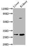 Peroxisomal Biogenesis Factor 11 Alpha antibody, CSB-PA017795LA01HU, Cusabio, Western Blot image 