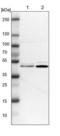 Flap Structure-Specific Endonuclease 1 antibody, NBP1-84697, Novus Biologicals, Western Blot image 