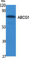 ATP Binding Cassette Subfamily G Member 1 antibody, A01227, Boster Biological Technology, Western Blot image 