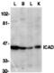 DNA Fragmentation Factor Subunit Alpha antibody, 2424, QED Bioscience, Western Blot image 