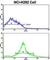 Cyclin Dependent Kinase 3 antibody, abx033452, Abbexa, Western Blot image 