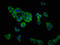 Solute Carrier Family 12 Member 5 antibody, LS-C674043, Lifespan Biosciences, Immunofluorescence image 