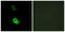 S1P3 antibody, LS-C120575, Lifespan Biosciences, Immunofluorescence image 