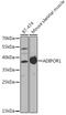 Adiponectin Receptor 1 antibody, GTX32425, GeneTex, Western Blot image 