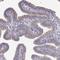 Tetratricopeptide Repeat Domain 26 antibody, NBP1-84035, Novus Biologicals, Immunohistochemistry frozen image 