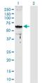 Armadillo Repeat Containing 8 antibody, H00025852-D01P, Novus Biologicals, Western Blot image 