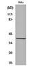 Peroxisomal Biogenesis Factor 3 antibody, orb162352, Biorbyt, Western Blot image 