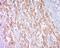 Copine 1 antibody, orb182711, Biorbyt, Immunohistochemistry paraffin image 