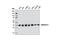 Aldolase, Fructose-Bisphosphate A antibody, 8060S, Cell Signaling Technology, Western Blot image 