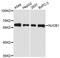 Nucleobindin 1 antibody, A3994, ABclonal Technology, Western Blot image 