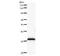 F-Box And Leucine Rich Repeat Protein 4 antibody, LS-C342851, Lifespan Biosciences, Western Blot image 