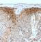 Phospholipase A2 Group IVD antibody, FNab06505, FineTest, Immunohistochemistry frozen image 