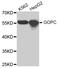 Golgi Associated PDZ And Coiled-Coil Motif Containing antibody, MBS128816, MyBioSource, Western Blot image 