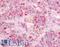 G Protein-Coupled Receptor 12 antibody, LS-A308, Lifespan Biosciences, Immunohistochemistry frozen image 