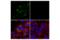 Apolipoprotein E antibody, 13366S, Cell Signaling Technology, Immunofluorescence image 