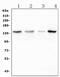 Protein Phosphatase 1 Regulatory Subunit 12A antibody, PA1681, Boster Biological Technology, Western Blot image 