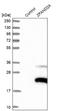 Zinc Finger AN1-Type Containing 2A antibody, NBP1-90864, Novus Biologicals, Western Blot image 