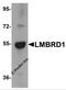 LMBR1 Domain Containing 1 antibody, 6047, ProSci, Western Blot image 