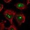 Nucleolar Complex Associated 4 Homolog antibody, NBP2-55061, Novus Biologicals, Immunofluorescence image 